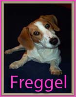 freggel